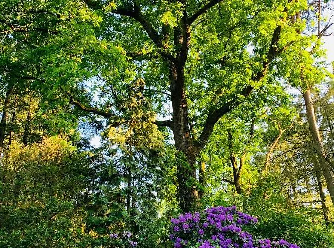 Dom wakacyjny Gouden Hert: Relaxen In Comfort! #otterlo #hogeveluwe Otterlo