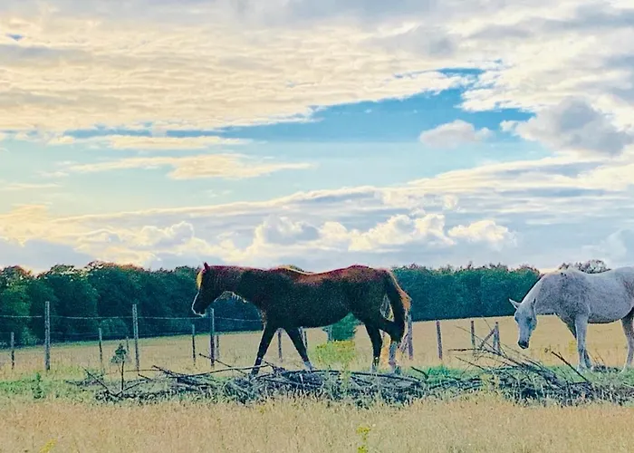 Gouden Hert: Relaxen In Comfort! #otterlo #hogeveluwe